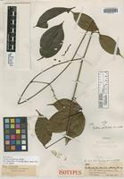Isotype of Paullinia paullinioides Radlk. [family SAPINDACEAE]