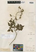 Syntype of Serjania confertiflora Radlk. [family SAPINDACEAE]