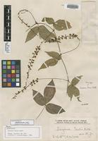 Isosyntype of Serjania tenuis Radlk. [family SAPINDACEAE]