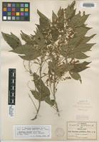 Isotype of Thouinia acuminata S. Watson [family SAPINDACEAE]