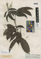 Isotype of Talisia multinervis Radlk. [family SAPINDACEAE]