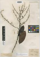 Isotype of Talisia squarrosa Radlk. [family SAPINDACEAE]