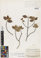 Isotype of Malanea tafelbergensis Steyerm. [family RUBIACEAE]