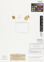 Isotype of Iresine alternifolia S. Watson [family AMARANTHACEAE]