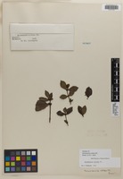 Isotype of Salzmannia nitida DC. [family RUBIACEAE]