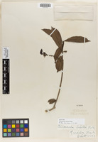 Isotype of Allamanda schottii Pohl [family APOCYNACEAE]
