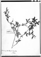 Type of Solanum curtipes Bitter [family SOLANACEAE]