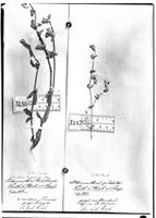 Type of Alternanthera truxillensis Kunth [family AMARANTHACEAE]