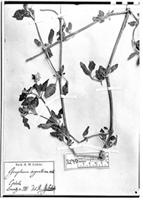 Type of Gomphrena argentina Seub. [family AMARANTHACEAE]
