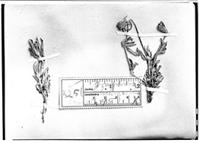 Type of Gomphrena helichrysoides Mart. [family AMARANTHACEAE]