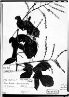 Type of Serjania rufa Radlk. [family SAPINDACEAE]