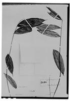 Type of Talisia pilosula Sagot [family SAPINDACEAE]