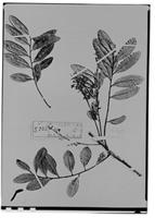 Type of Matayba leucodictya Radlk. [family SAPINDACEAE]