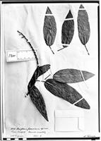Type of Steriphoma peruvianum Spruce ex Eichler [family CAPPARIDACEAE]