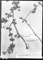 Syntype of Peperomia arechavaletae C. DC. [family PIPERACEAE]