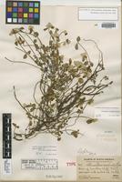 Holotype of Alternanthera macbridei Standl. [family AMARANTHACEAE]