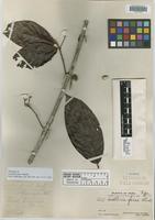 Holotype of Guettarda ferox Standl. [family RUBIACEAE]