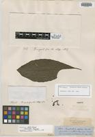 Isotype of Psychotria abdita Standl. [family RUBIACEAE]