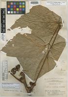 Holotype of Paullinia killipii J. F. Macbr. [family SAPINDACEAE]