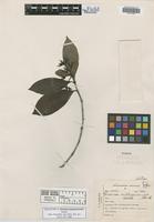 Holotype of Faramea mattogrossensis Standl. [family RUBIACEAE]