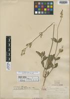Type of Froelichia texana J. M. Coult. & Fisher [family AMARANTHACEAE]