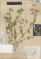 Isotype of Gomphrena parviceps Standl. [family AMARANTHACEAE]