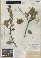 Isosyntype of Quebrachia morongii Britton [family ANACARDIACEAE]