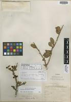 Isotype of Schinus marchandii F. A. Barkley [family ANACARDIACEAE]