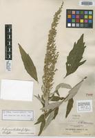 Isosyntype of Artemisia suksdorfii Piper [family ASTERACEAE]