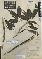 Isotype of Tecoma peroba Record [family BIGNONIACEAE]