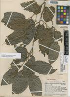 Holotype of Homalium anzoateguiensis Steyerm. [family FLACOURTIACEAE]