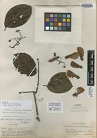 Isotype of Banisteriopsis inebrians Morton [family MALPIGHIACEAE]