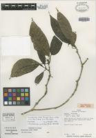 Isotype of Coussarea neei Dwyer [family RUBIACEAE]