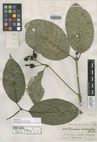 Holotype of Coussarea macrocalyx Standl. [family RUBIACEAE]