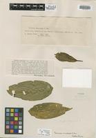 Isotype of Faramea eurycarpa Donn. Sm. [family RUBIACEAE]