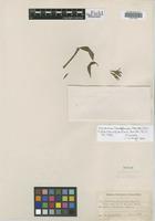 Isotype of Faramea langlassei Standl. [family RUBIACEAE]