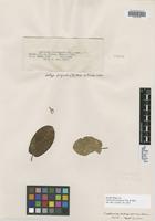 Isotype of Guettarda tortuensis Urb. & Ekman [family RUBIACEAE]