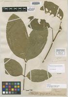 Isotype of Cupania purgans Poepp. & Engl. [family SAPINDACEAE]