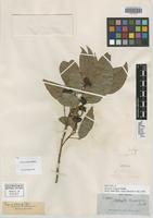 Isotype of Matayba longipes Radlk. [family SAPINDACEAE]
