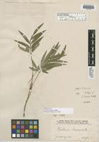 Isotype of Paullinia linearis Radlk. [family SAPINDACEAE]