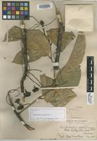 Syntype of Rhysotoechia striata Radlk. [family SAPINDACEAE]