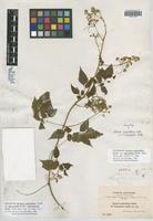 Syntype of Serjania confertiflora Radlk. var. dasycephala Radlk. [family SAPINDACEAE]