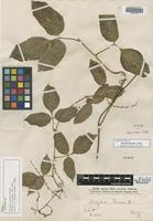 Isosyntype of Serjania tenuis Radlk. [family SAPINDACEAE]