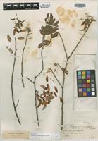 Isotype of Thouinia weinmannifolia Griseb. [family SAPINDACEAE]