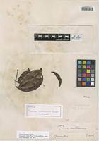 Isotype of Talisia multinervis Radlk. [family SAPINDACEAE]