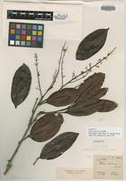 Isotype of Talisia squarrosa Radlk. [family SAPINDACEAE]