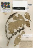 Isotype of Nesoluma st.-johnianum H. J. Lam & B. Meeuse [family SAPOTACEAE]