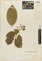 Isotype of Bronwenia peckoltii W. R. Anderson & C. Davis [family MALPIGHIACEAE]