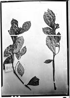 Type of Faramea coerulescens Schum. & K. Krause [family RUBIACEAE]