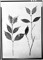 Type of Faramea oligantha Müll. Arg. [family RUBIACEAE]